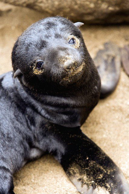 Unweaned Cape fur seal pup.