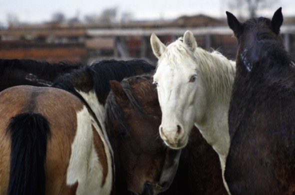 American horses waiting in a slaughterhouse holding yard.