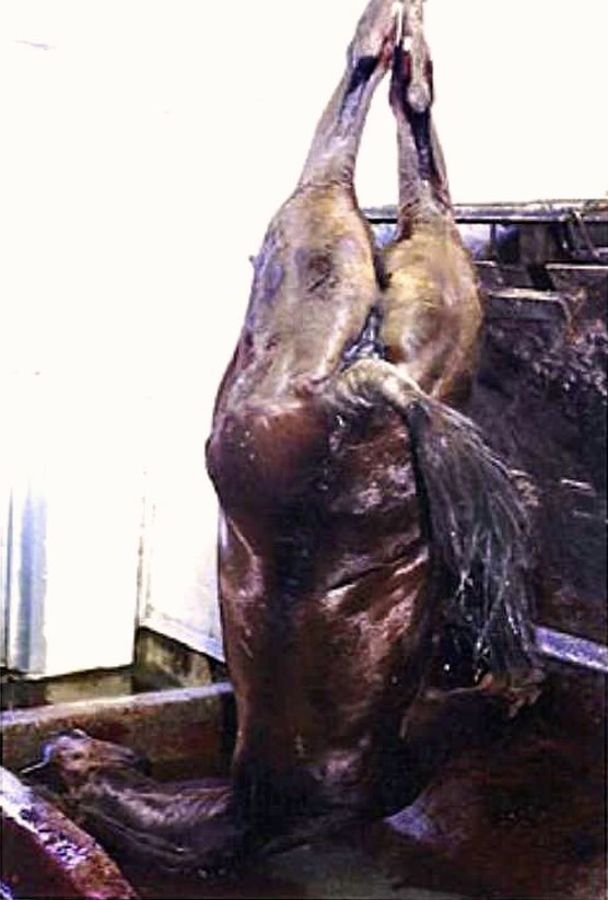 American horse, still alive and fully conscious, after being stabbed with the puntilla knife, is hung by it's hind legs to have it's throat cut.