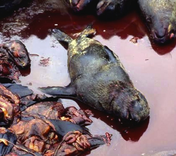 Baby seal victim of Namibia's seal kill.