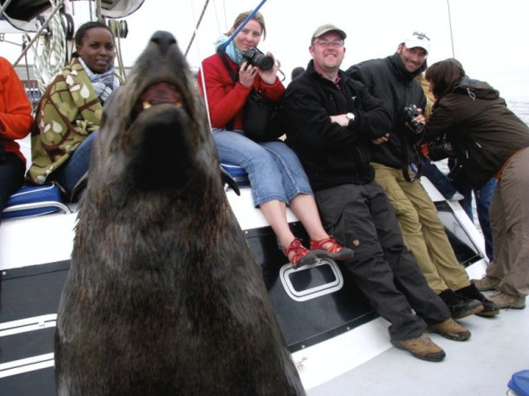 A wild seal climbs onto a tourist boat and socialises with the people.