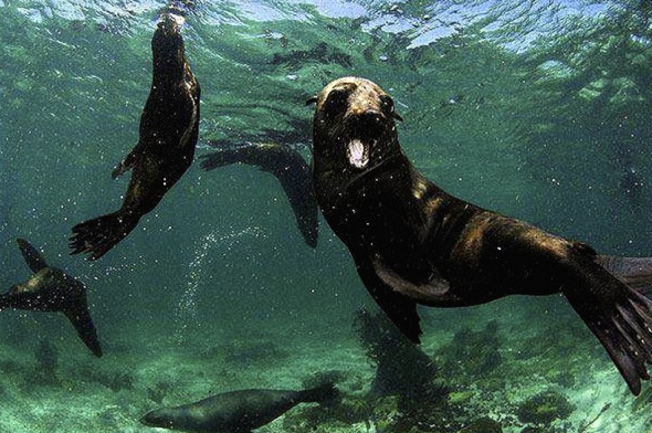 Fur seals  looking for food, off Namibia's coastline.
