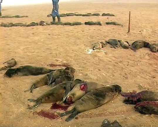 Namibia's baby seal kill, funded by  Hatem Yavuz.