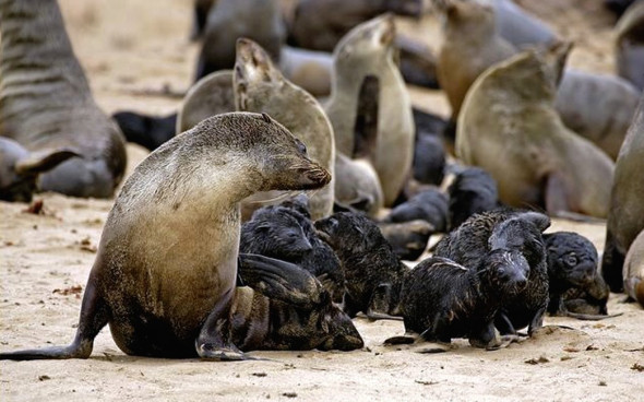A Namibian mother fur seal looking after a creche of baby seals.