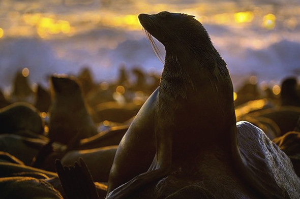 Seals along Namibia's coastline.