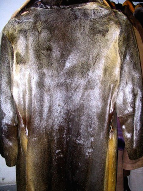 Cape fur seal coat for sale by Yavuz.