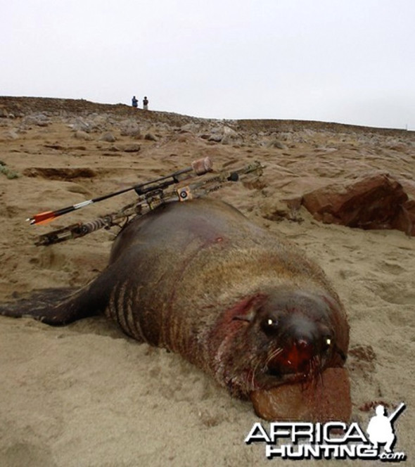 Fur seal cruelly killed in Namibia, by a bow hunter from AfricaHunting.com.