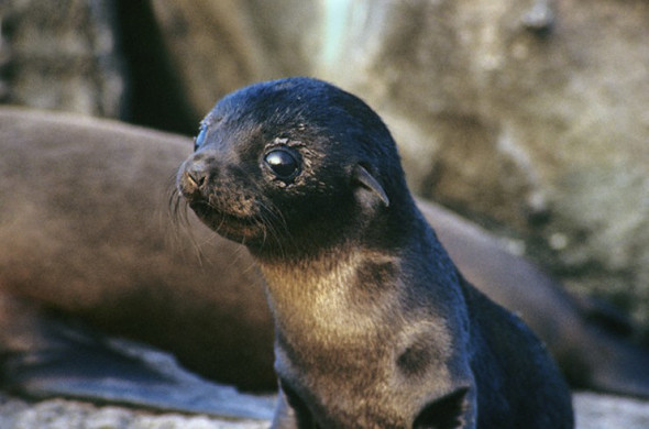 Namibian seal pup.