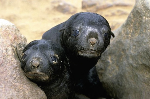 Baby seal pups, in Namibia.