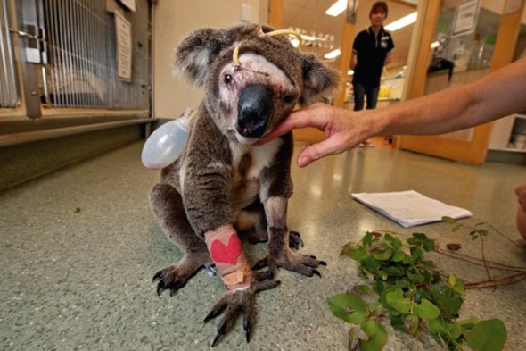 Koala after being attacked by a dog. 