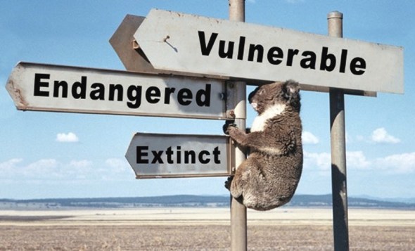Please help koalas by supporting organisations working hard to save them.