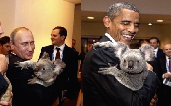 Presidents Obama and Putin meet koalas in Australia.