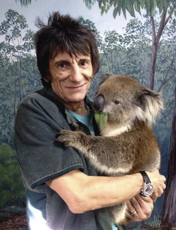 Rolling Stones guitarist Ron Wood nursing a koala, 2014.