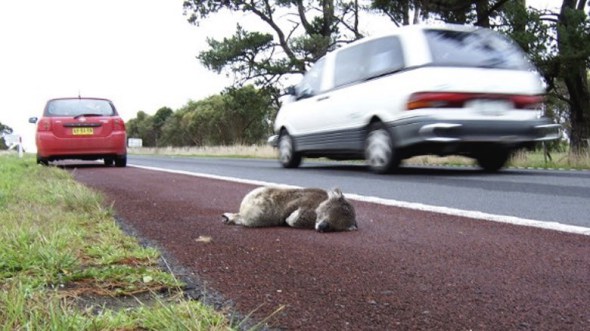 A koala which was just hit by a car and killed.