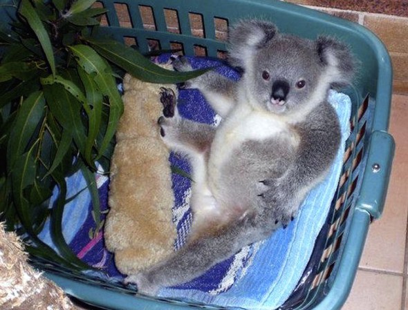 Seriously, can this orphaned joey be any cuter?