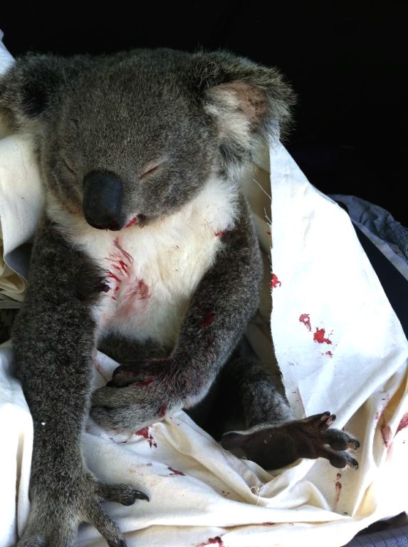 Injured mother koala and baby joey, after being hit by a car. 