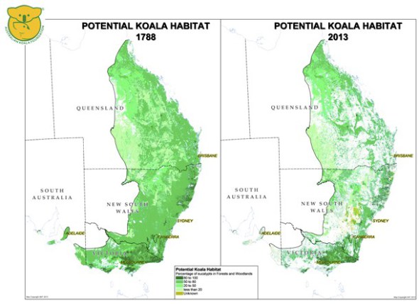 Loss of koala habitat over the years.