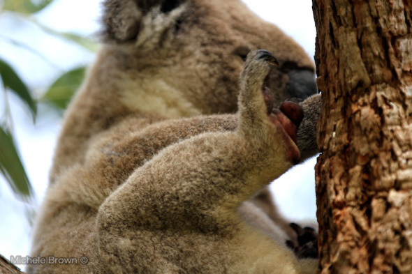 Close up photo of a koala's hind paw.