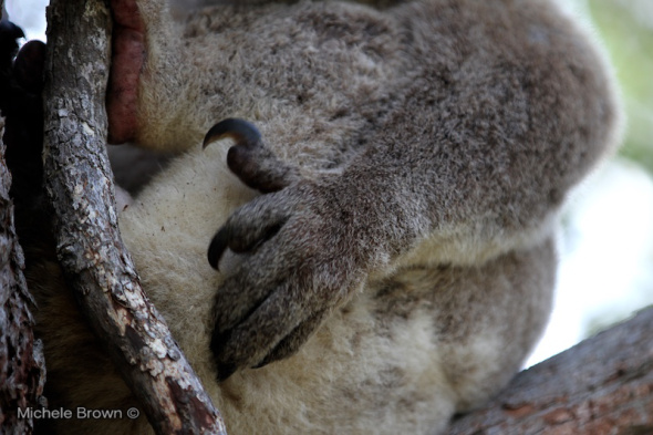 Front paw of a koala.