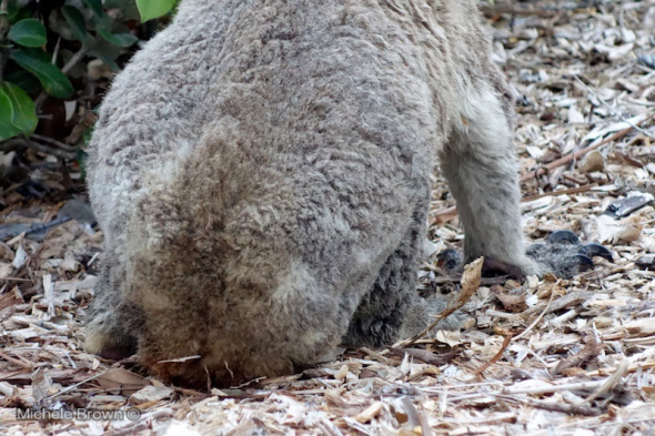 Rear end of the koala which was rescued - the red staining is a precursor to chlamydia infection.