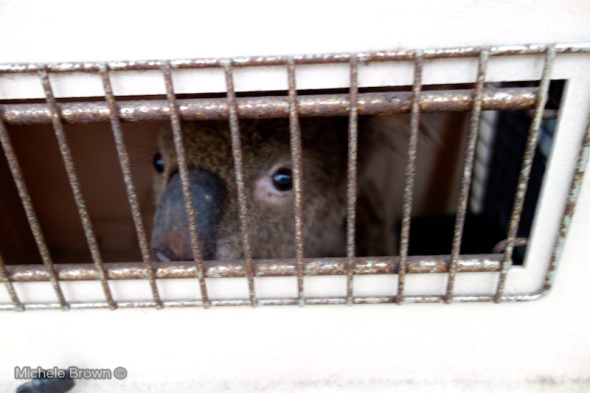 Koala peeping out of the crate, inside the author's car.