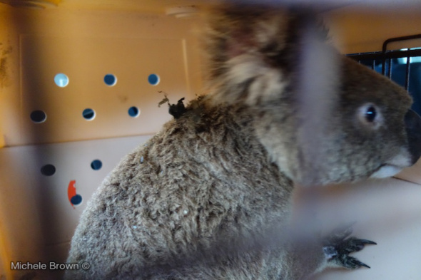Rescued koala in the author's car, heading to the ICU Animal Hospital.
