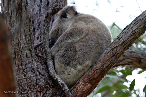 Koala asleep in a tree.