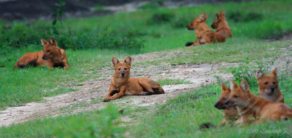 dhole-pack