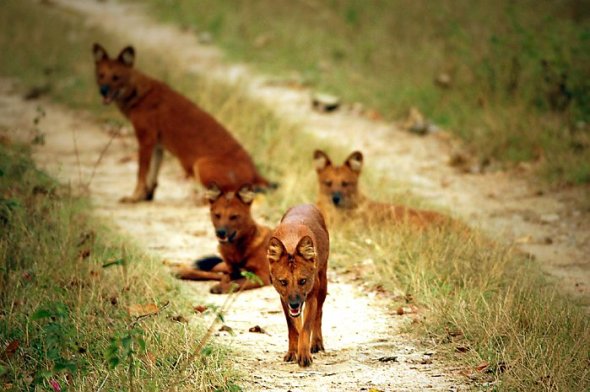 dhole_pack