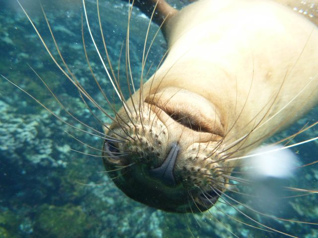 gal fur seal