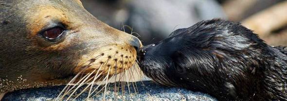 galopagos fur seal and cub