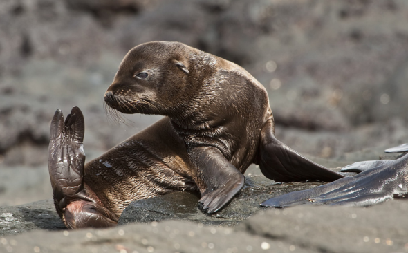 Galpagos fur seal pup