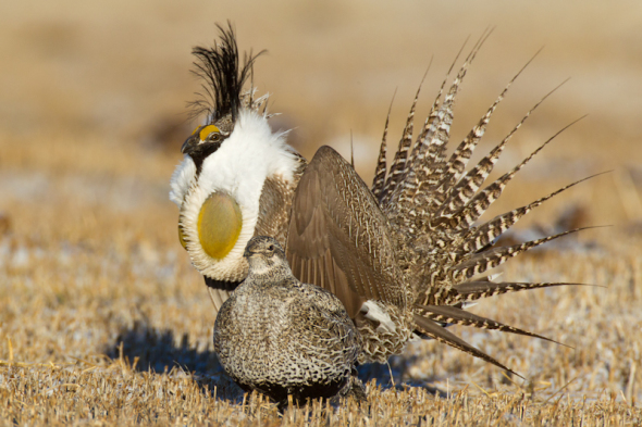 Male Gunnison Sage-Grouse displays on the lek during a spring mating season at Mill Creek Ranch in Gunnison, CO.