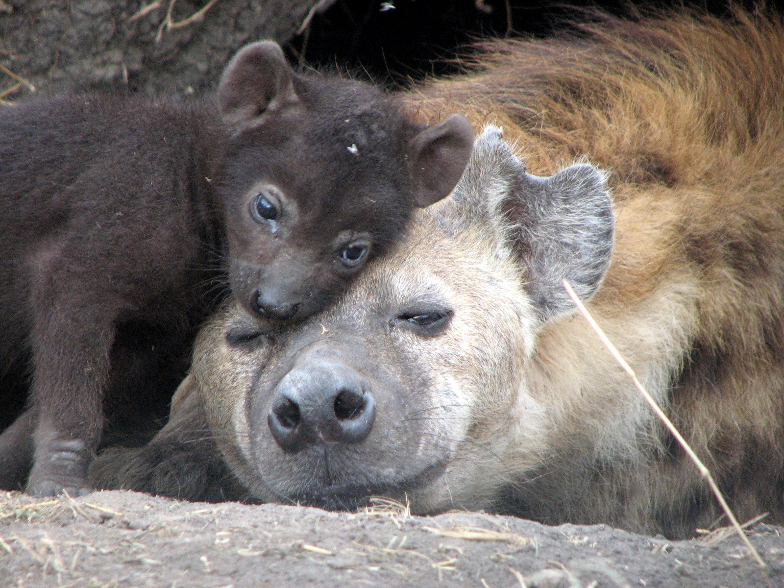 hyena-with-cub (1)
