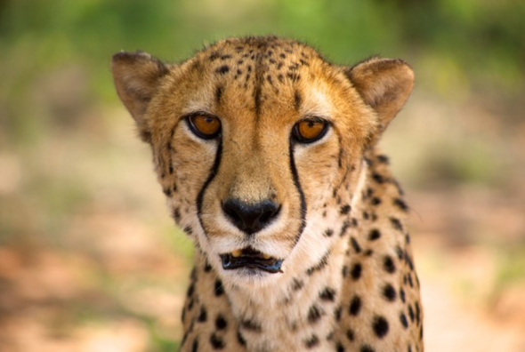 cheetah11