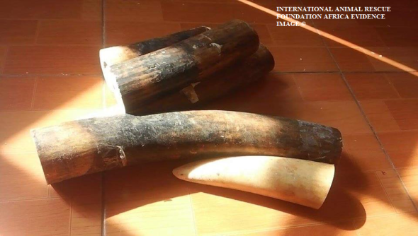 Trader informs investigate officer that ivory can be shipped into any county in the form of small firewood blocks. 