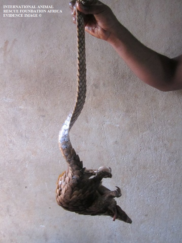 Cameroon bush meat trader openly displays threatened pangolins.