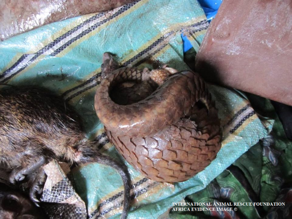 Investigators identified two species of pangolin. Both time into the Asian and African wildlife traders. 