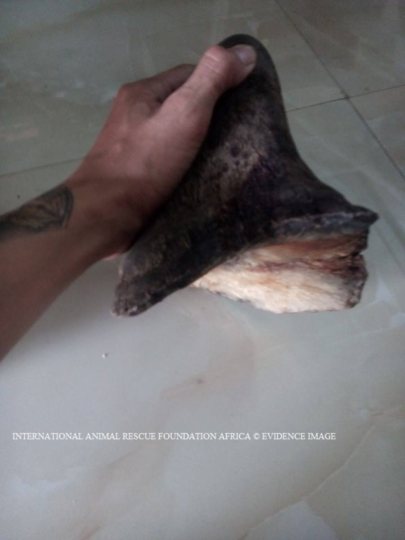 Dealer brags about freshly poached Indian rhino horn.