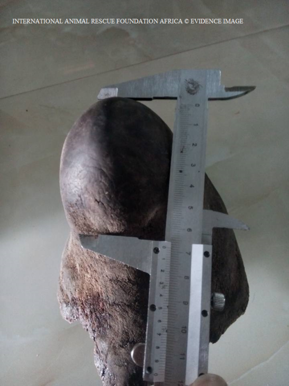 Rhino horn (4) is measured up readied for chopping and sale. 