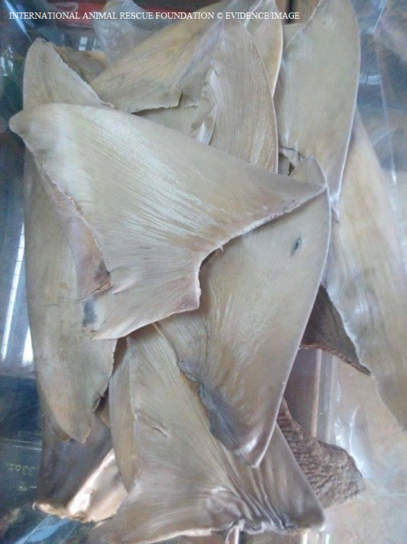 Shark-fin has been dried and ready to bag and ship. 
