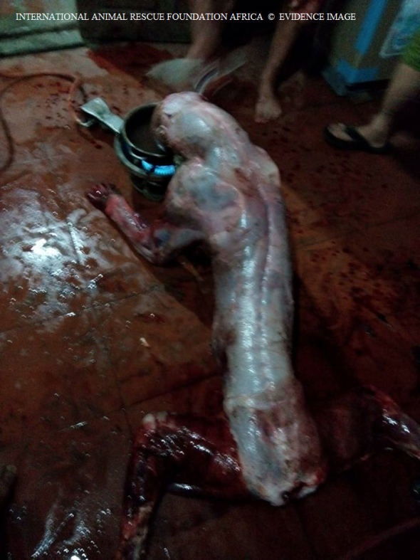 One of many tigers left to die in agony. Drugged and skinned. 