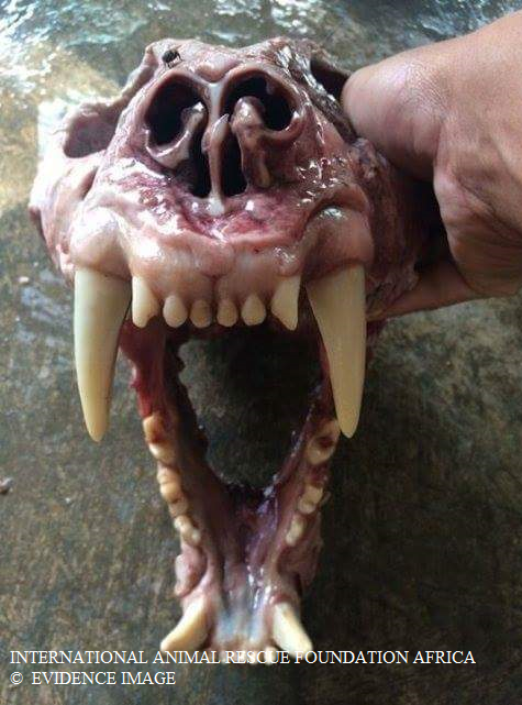Trader shows officers the authenticity of the tiger teeth, and how to extract.