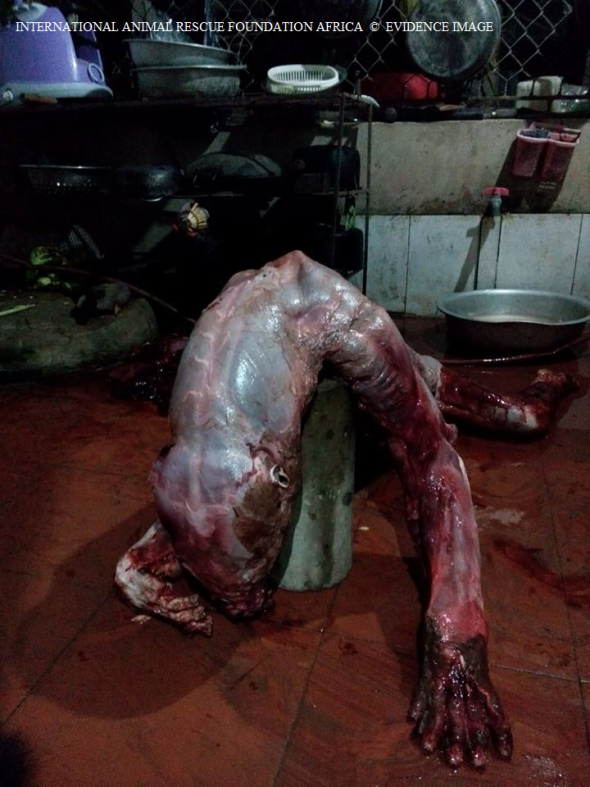 Tiger is drained of blood, after skinning has taken place. 