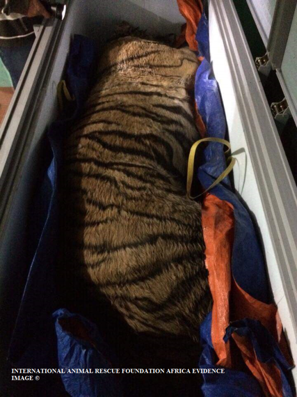 Tiger 7-9 located in freezer compartment. Tiger was later skinned. Bones kept for wine. 