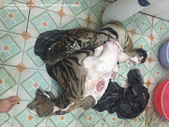 The Thai trader bragged how easy it was to skin the tiger. However seemed unprofessional. 