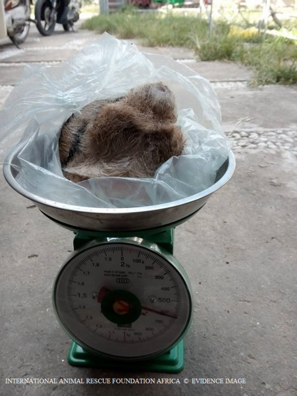 Tiger (testicles) weighed for sale. The testicles will most likely be used to produce tiger testicle soup. 