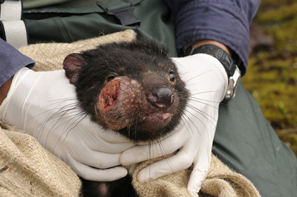 13 Feb 2011, Cradle Mountain-Lake St. Clair National Park, Tasmania, Australia --- Tasmanian Devil (Sarcophilus harrisii) being treated by scientist for DFTD, Devil Facial Tumor Disease. This is a cancer that is spread by biting or physical contact from one animal to another, Cradle Mountain, Tasmania, Australia. --- Image by © Dave Wattsl/Visuals Unlimited/Corbis