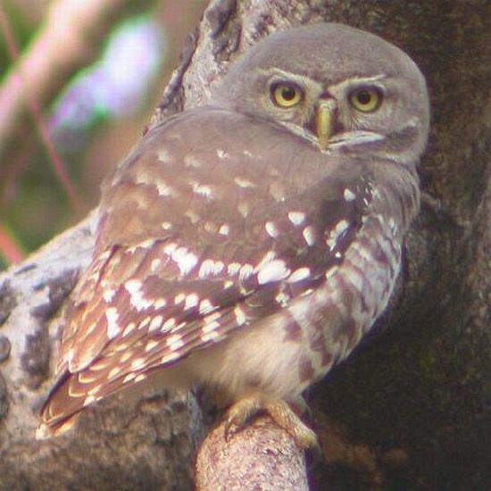 forest_owlet_1_ab