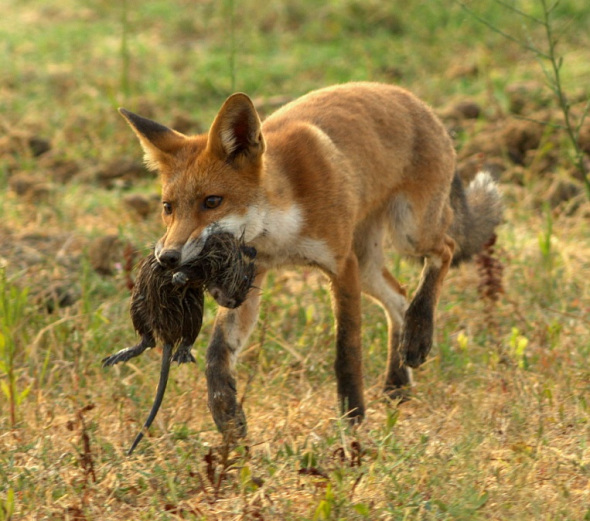 Red_fox_with_nutria